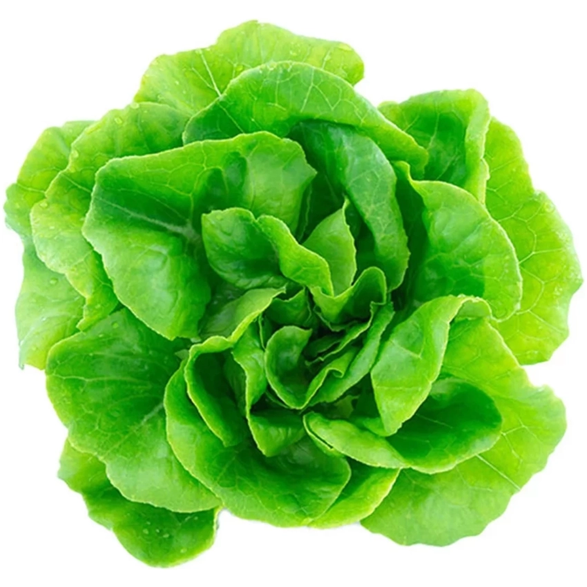 SmartPot Aspara GrowGreen - šalát