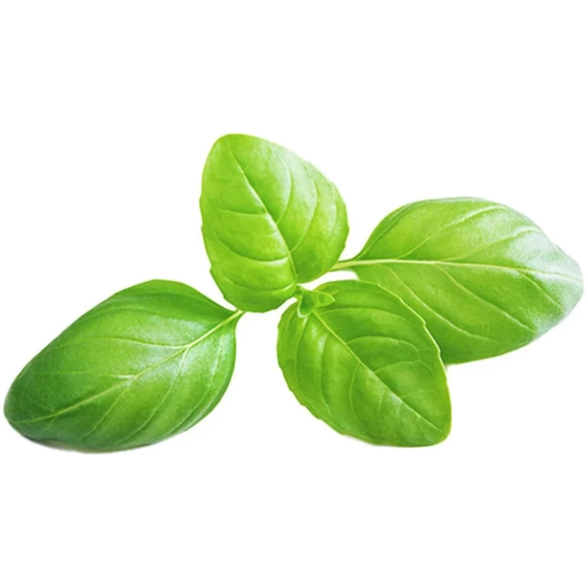 SmartPot Aspara GrowGreen - bazalka